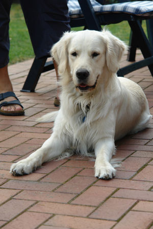 Golden Retriever Hunde Foto 31486 in höherer Auflösung ansehen Golden Retriever Balou
