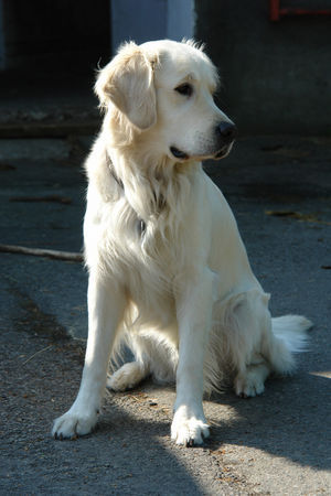 Golden Retriever Hunde Foto 31487 in höherer Auflösung ansehen Golden Retriever Balou