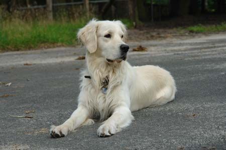 Golden Retriever Hunde Foto 39097 in höherer Auflösung ansehen Golden Retriever Balou mit fast 3 Jahren