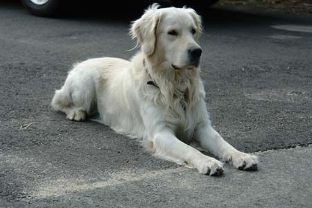 Golden Retriever Hunde Foto 39098 in höherer Auflösung ansehen Golden Retriever Balou mit fast 3 Jahren