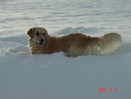 Golden Retriever Hunde Foto 28199 in höherer Auflösung ansehen Golden Retriever Ich liebe den Schnee