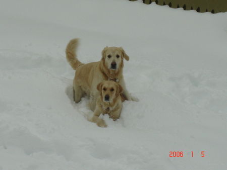 Golden Retriever Hunde Foto 30003 in höherer Auflösung ansehen Golden Retriever sind wir nicht ein hübsches paar