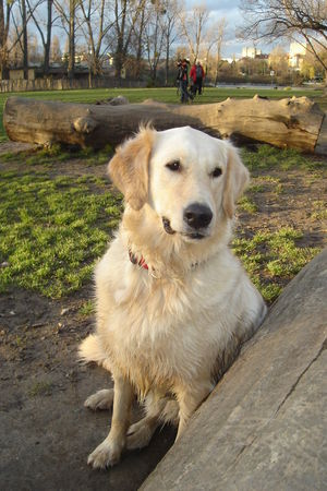 Golden Retriever Hunde Foto 41275 in höherer Auflösung ansehen Golden Retriever Tasso