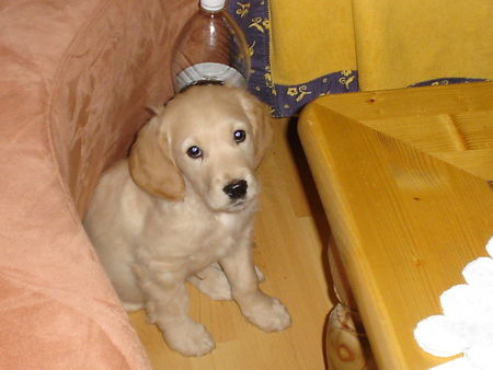 Golden Retriever Hunde Foto 40046 in höherer Auflösung ansehen Golden Retriever darf ich auf die Couch...