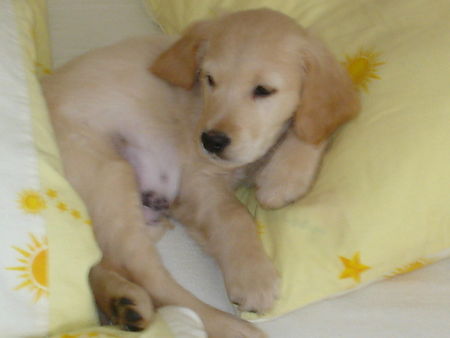 Golden Retriever Hunde Foto 40043 in höherer Auflösung ansehen Golden Retriever Joey regiert das Bett