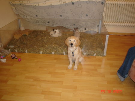 Golden Retriever Hunde Foto 40262 in höherer Auflösung ansehen Golden Retriever ihr wollt zu Amely & Bree?? Dann müsst ihr an mir vorbei...