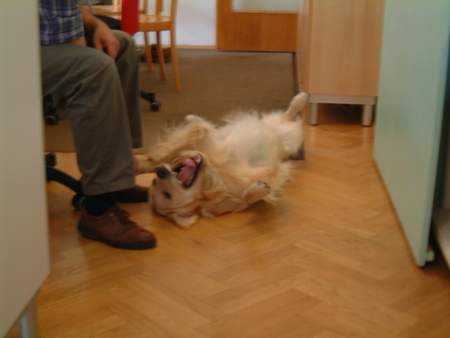 Golden Retriever Hunde Foto 854 Golden Retriever Archimedes spielt