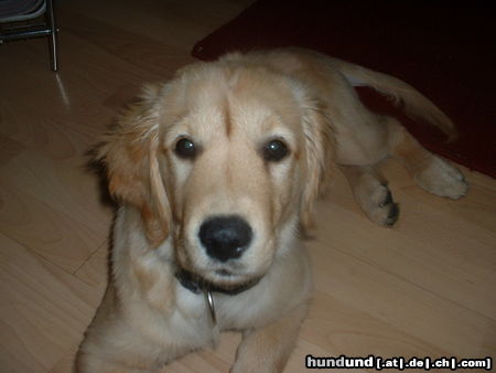 Golden Retriever Hunde Foto 25677 in höherer Auflösung ansehen Golden Retriever