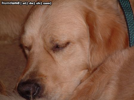 Golden Retriever Hunde Foto 7036 Golden Retriever Buddy