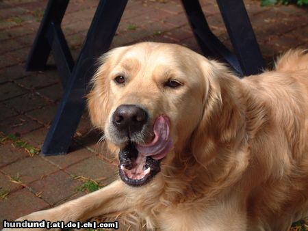 Golden Retriever Hunde Foto 12232 Golden Retriever Mhm .. schleck
