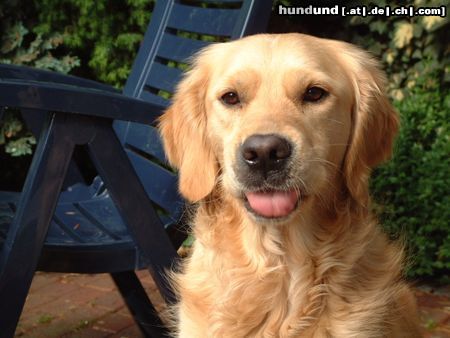 Golden Retriever Hunde Foto 12231 Golden Retriever Plhhhh ....