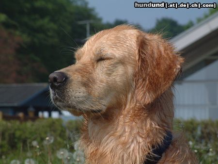 Golden Retriever Hunde Foto 3889 Golden Retriever Buddy in Dänemark