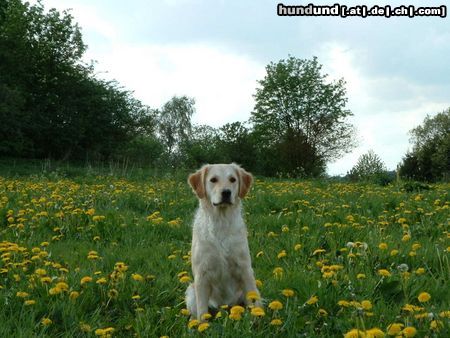 Golden Retriever Sammy auf der Sommerwiese