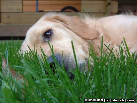 Golden Retriever Hunde Foto 22946 in höherer Auflösung ansehen Golden Retriever Was man nicht alles tun muss ..