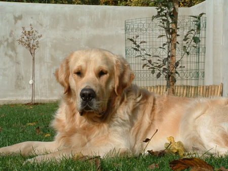Golden Retriever Hunde Foto 42300 in höherer Auflösung ansehen Golden Retriever Leon