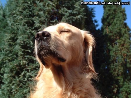 Golden Retriever Hunde Foto 5802 Golden Retriever Herrlich diese Herbstsonne!!