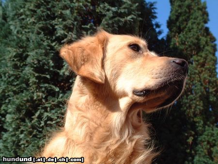 Golden Retriever Na wer kommt denn da??