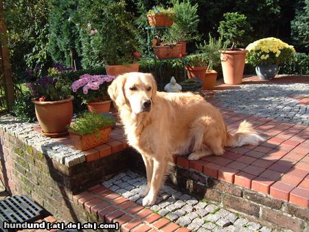 Golden Retriever Hunde Foto 5804 Golden Retriever So sitz' ich gerne