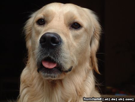 Golden Retriever Buddy ist irritiert ... (was starrt die so mit ihrer Linse?)