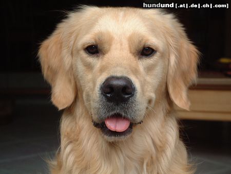 Golden Retriever Was hast'e denn da ??