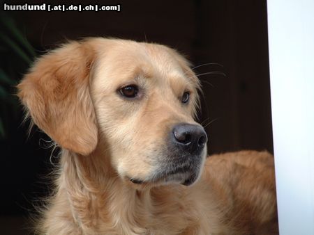 Golden Retriever Hunde Foto 22950 in höherer Auflösung ansehen Golden Retriever Oh, was haben wir denn da ??