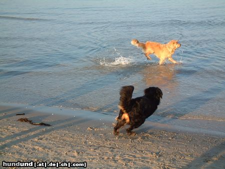 Golden Retriever Hunde Foto 6706 Golden Retriever Buddy + Eddie (Fang mich doch!)