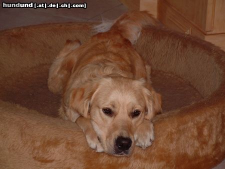 Golden Retriever Wie lange muss ich denn noch warten ??