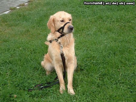 Golden Retriever Hunde Foto 6707 Golden Retriever Buddy