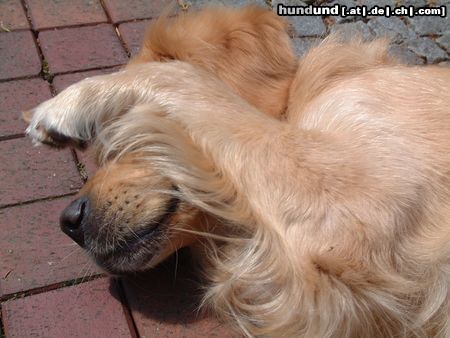 Golden Retriever Hunde Foto 22948 in höherer Auflösung ansehen Golden Retriever Ich war es nicht !