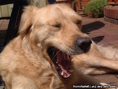 Golden Retriever Hunde Foto 22951 in höherer Auflösung ansehen Golden Retriever Puuh, ist das langweilig