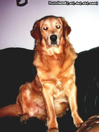 Golden Retriever Hunde Foto 7393 Golden Retriever