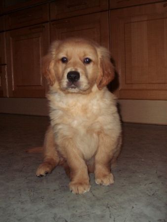 Golden Retriever Hunde Foto 42291 in höherer Auflösung ansehen Golden Retriever Golden Retriever Welpe