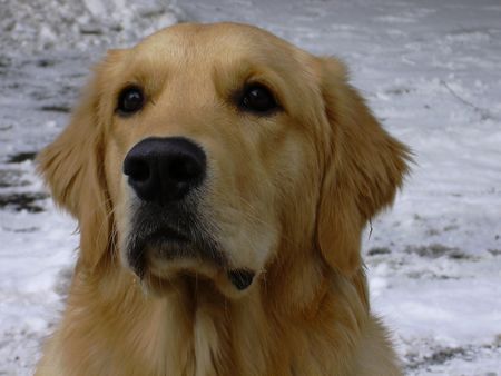 Golden Retriever Hunde Foto 2191 Golden Retriever Sam