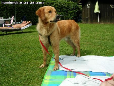 Golden Retriever Hunde Foto 19410 in höherer Auflösung ansehen Golden Retriever