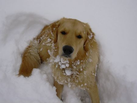 Golden Retriever Hunde Foto 2188 Golden Retriever Sam
