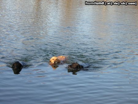Golden Retriever Hunde Foto 8634 Golden Retriever 3 Retriever Rassen bei Ihren große Leidenschaft:Golden, Labrador u. Flatcoated - Retriever