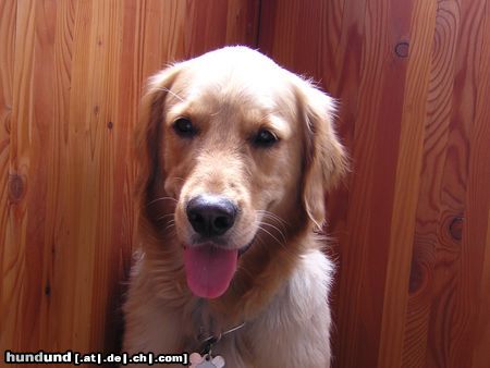 Golden Retriever Hunde Foto 12999 Golden Retriever