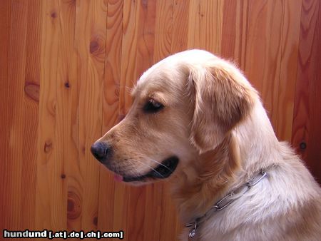 Golden Retriever Hunde Foto 13000 Golden Retriever