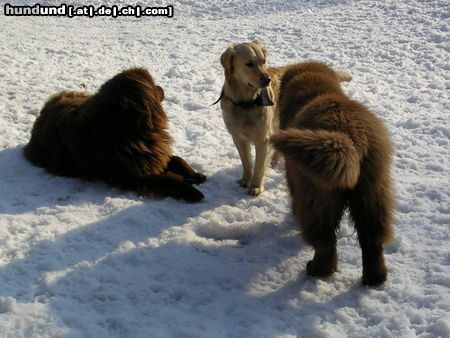 Golden Retriever Hunde Foto 20910 in höherer Auflösung ansehen Golden Retriever Cora mit Lulu & Dana
