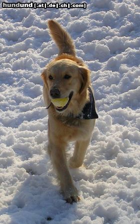 Golden Retriever Hunde Foto 20909 in höherer Auflösung ansehen Golden Retriever Schnee Schnee Schnee :) Cora Maus 03/05