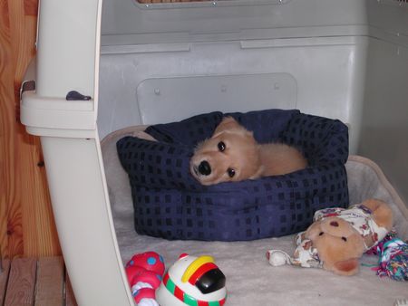 Golden Retriever Hunde Foto 2196 Golden Retriever Sam mit 8 Wochen