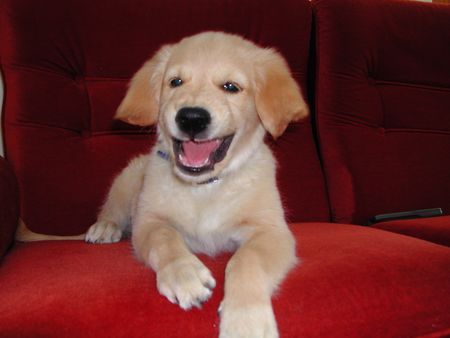 Golden Retriever Hunde Foto 2190 Golden Retriever Sam mit 3 Monaten