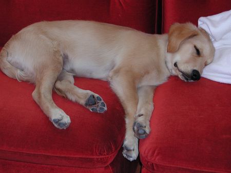 Golden Retriever Hunde Foto 2199 Golden Retriever Sam auf dem