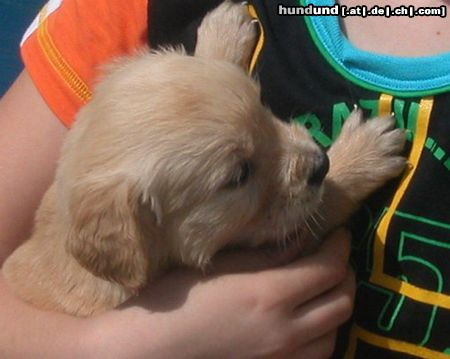 Golden Retriever Hunde Foto 13207 Golden Retriever Unser Fabu