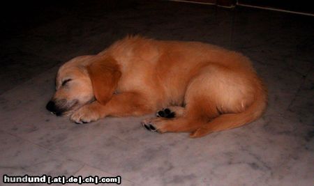 Golden Retriever Hunde Foto 13208 Golden Retriever Unser Fabu
