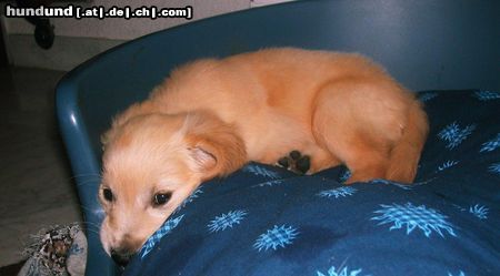 Golden Retriever Hunde Foto 13209 Golden Retriever Unser Fabu