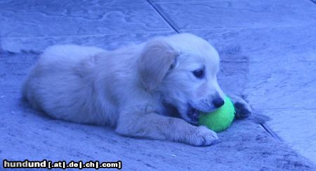 Golden Retriever Hunde Foto 13282 Golden Retriever Fabuu!!!