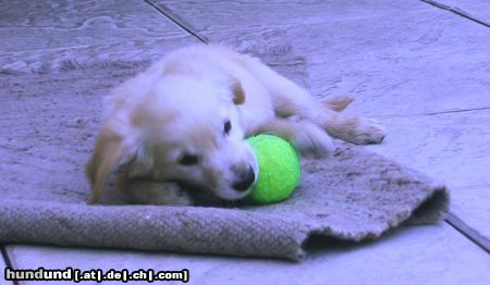 Golden Retriever Hunde Foto 13283 Golden Retriever Fabuu!!!
