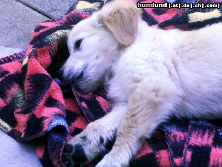 Golden Retriever Hunde Foto 13284 Golden Retriever Fabuu!!!