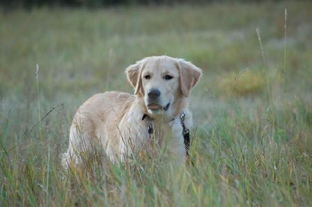 Golden Retriever Hunde Foto 37222 in höherer Auflösung ansehen Golden Retriever Wo ist denn das Bett im Kornfeld?